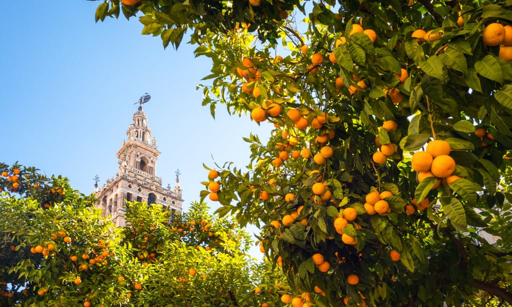 The cathedral bell tower in Seville. 