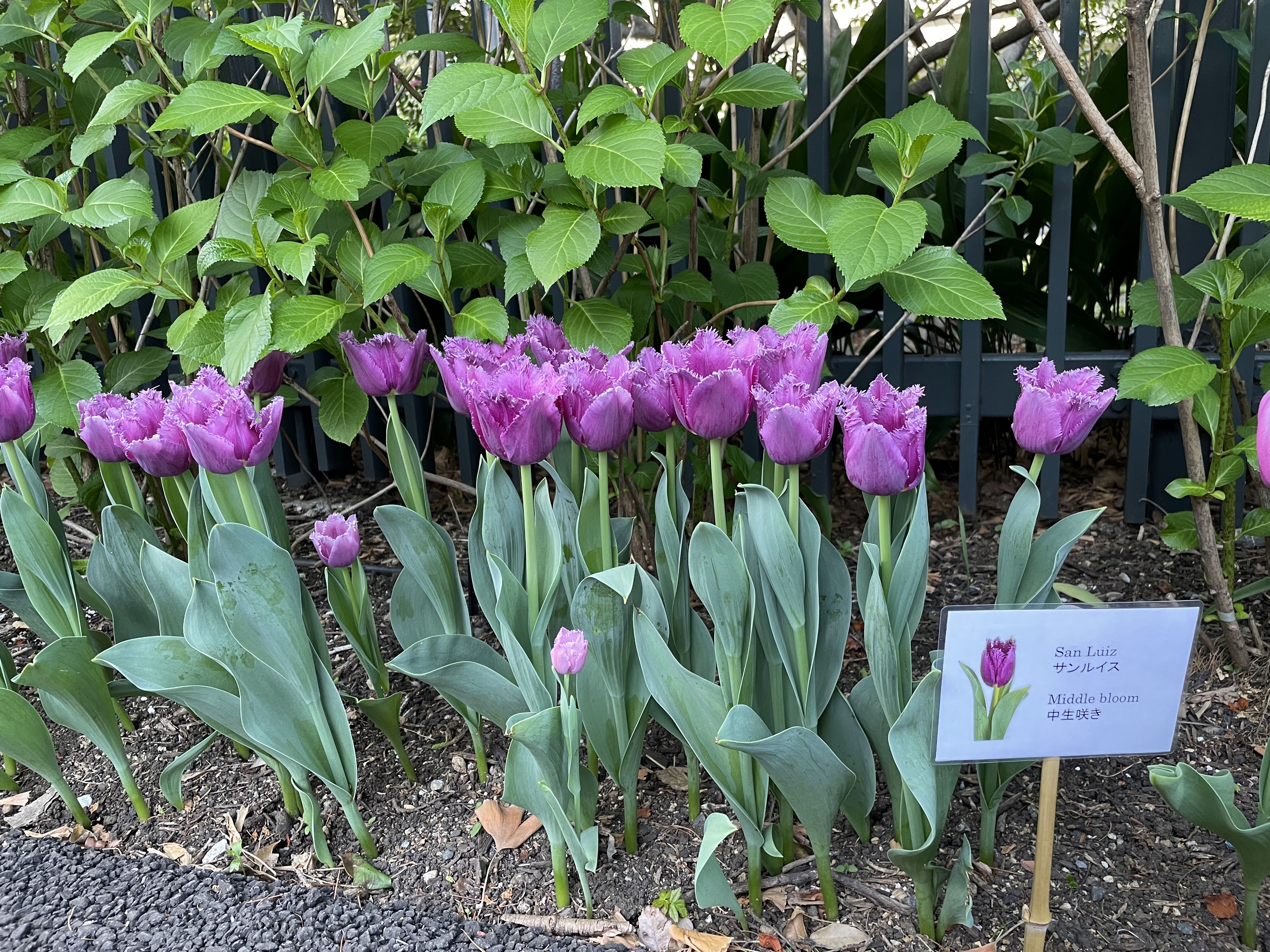 Dutch Ambassador's Residence and The Public Tulip Garden by Hersey Shiga